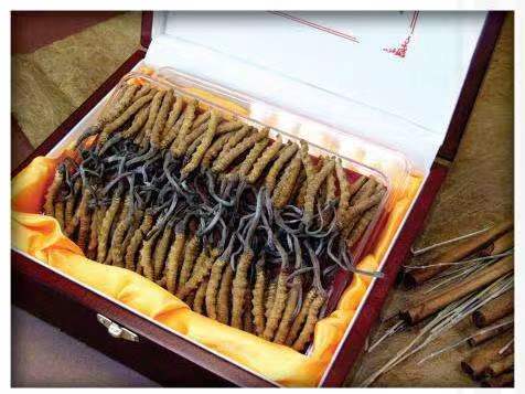 马龙冬虫夏草回收